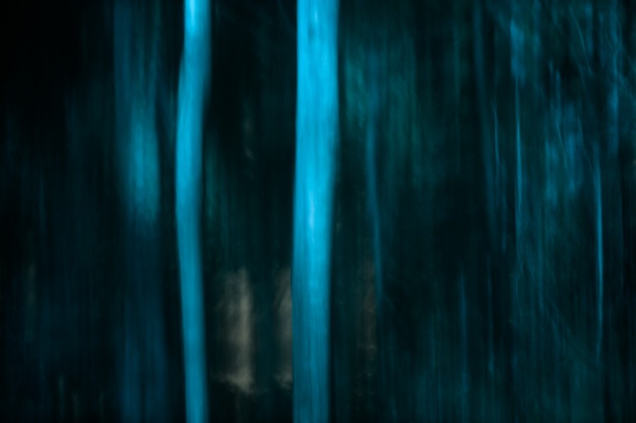 Reflection of trees on water in a pond in la Dombes. Conceptual Reflection of trees on water in a pond in la Dombes. Conceptual