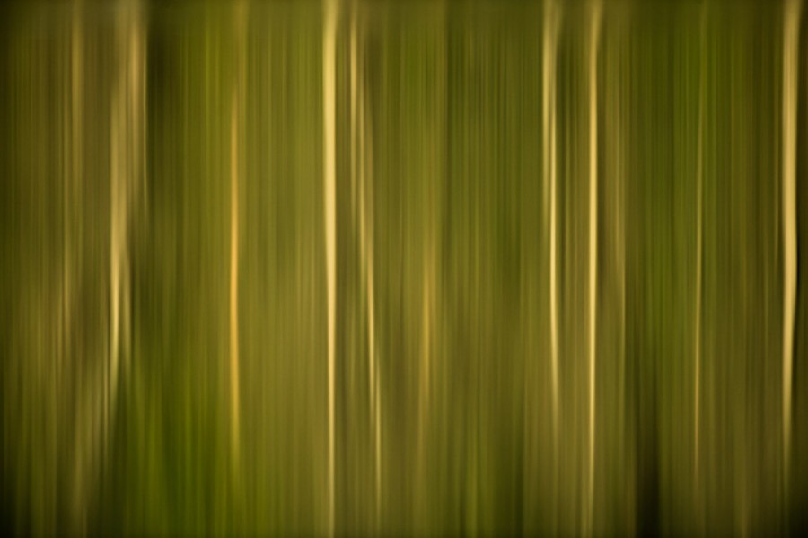Reflection of trees on water in a pond in la Dombes. Conceptual Reflection of trees on water in a pond in la Dombes. Conceptual
