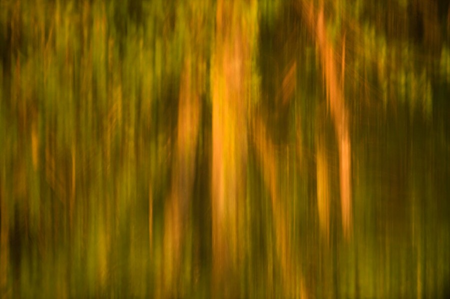 Reflection of trees on water in a pond in la Dombes. Conceptual Reflection of trees on water in a pond in la Dombes. Conceptual