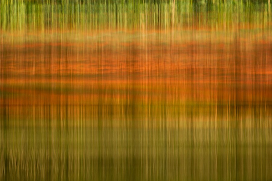 Reflection of trees on water in a pond in la Dombes. Conceptual Reflection of trees on water in a pond in la Dombes. Conceptual