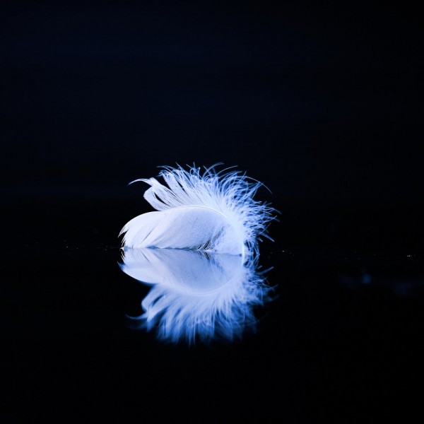 Feather on the surface of a pond in la Dombes. Conceptual Photog Feather on the surface of a pond in la Dombes. Conceptual Photog