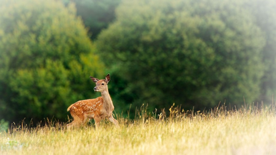 red deer fawn in open prairie grasslands of Charente-Maritime, France red deer fawn in open prairie grasslands of Charente-Maritime, France