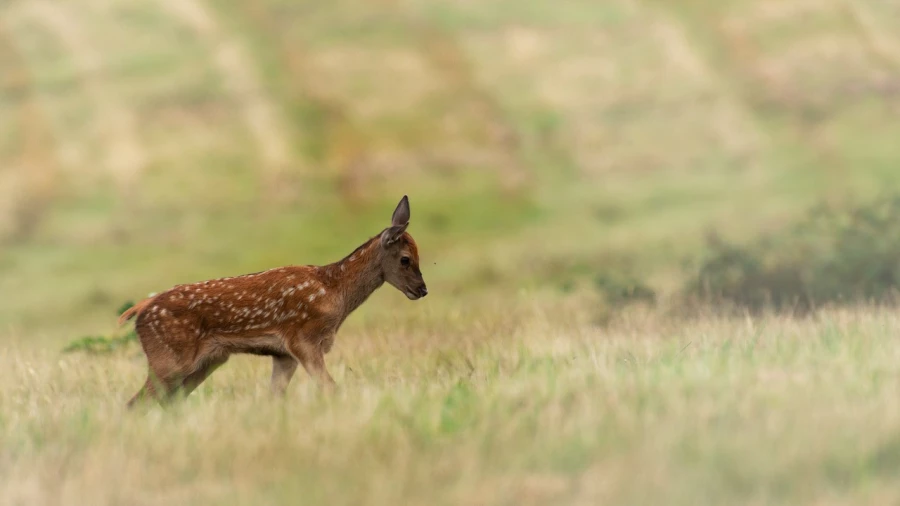 red deer fawn in open prairie grasslands of Charente-Maritime, France red deer fawn in open prairie grasslands of Charente-Maritime, France