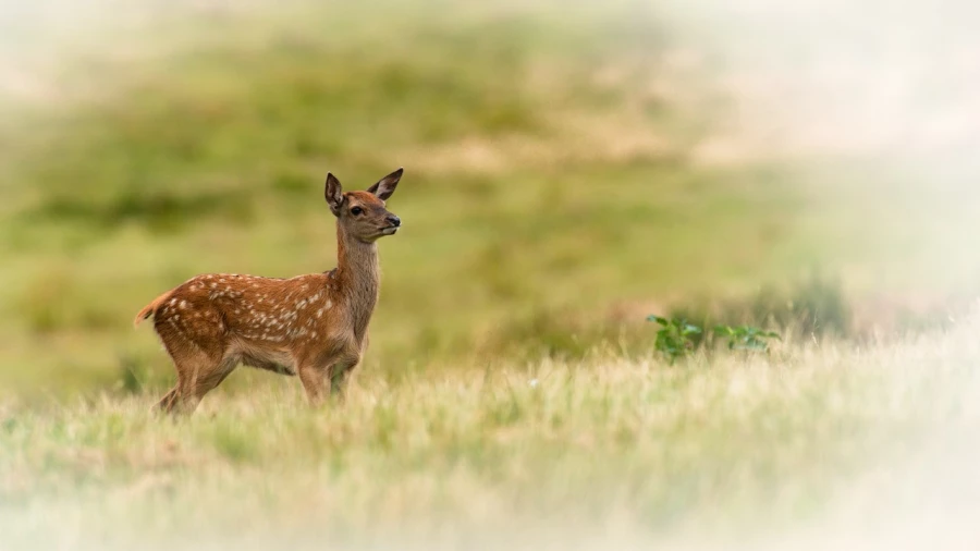 red deer fawn in open prairie grasslands of Charente-Maritime, France red deer fawn in open prairie grasslands of Charente-Maritime, France