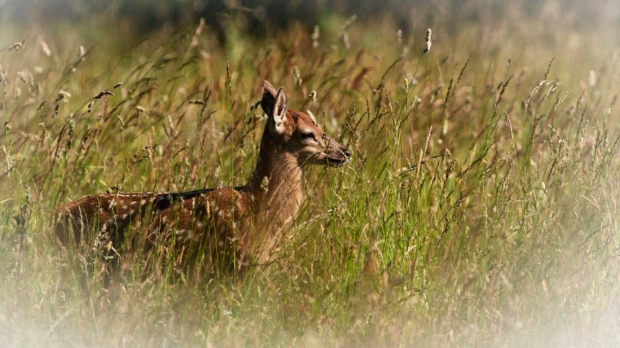 Faon dans une prairie en Charente-Maritime. Faon dans une prairie en Charente-Maritime.