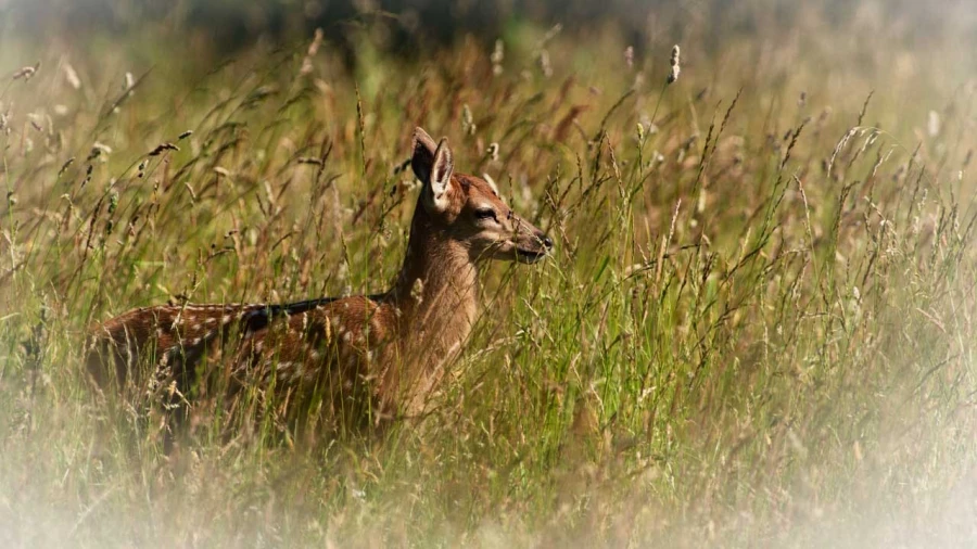 Faon dans une prairie en Charente-Maritime. Faon dans une prairie en Charente-Maritime.