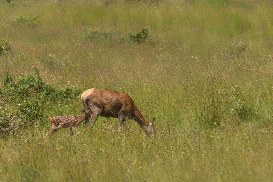 red deer doe and her fawn in open prairie grasslands of Charente-Maritime, France red deer doe and her fawn in open prairie grasslands of Charente-Maritime, France
