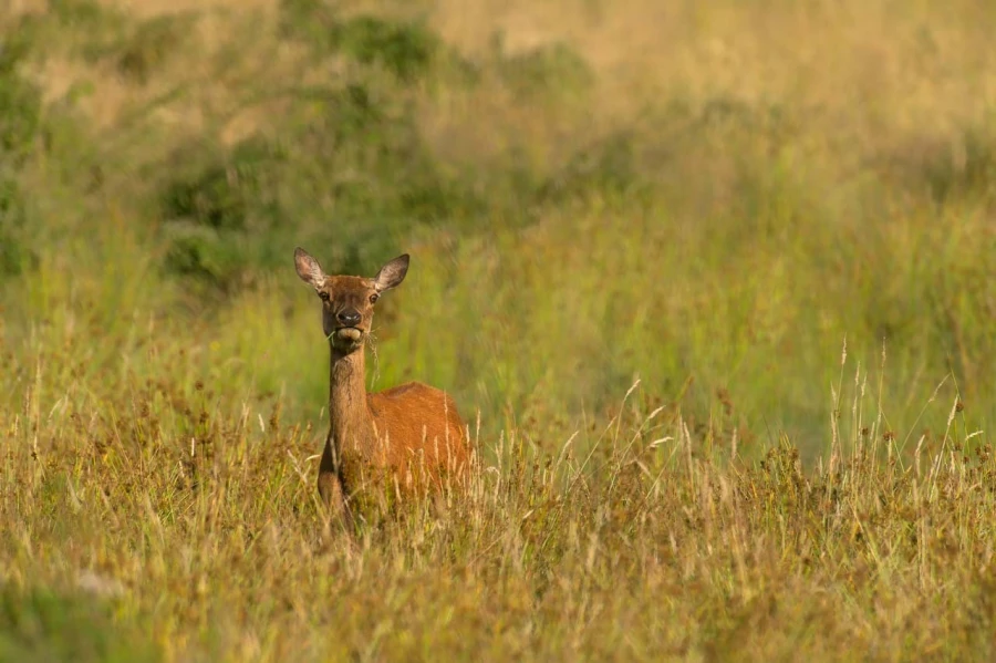 Doe red deer in open prairie grasslands of Charente-Maritime, France Doe red deer in open prairie grasslands of Charente-Maritime, France