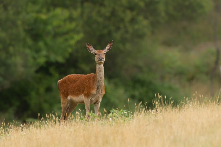 Doe red deer in open prairie grasslands of Charente-Maritime, France Doe red deer in open prairie grasslands of Charente-Maritime, France