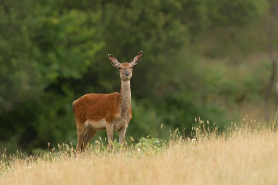 Doe red deer in open prairie grasslands of Charente-Maritime, France Doe red deer in open prairie grasslands of Charente-Maritime, France