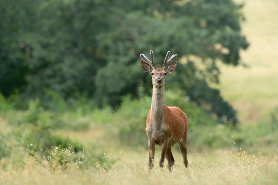 red deer in open prairie grasslands of Charente-Maritime, France red deer in open prairie grasslands of Charente-Maritime, France