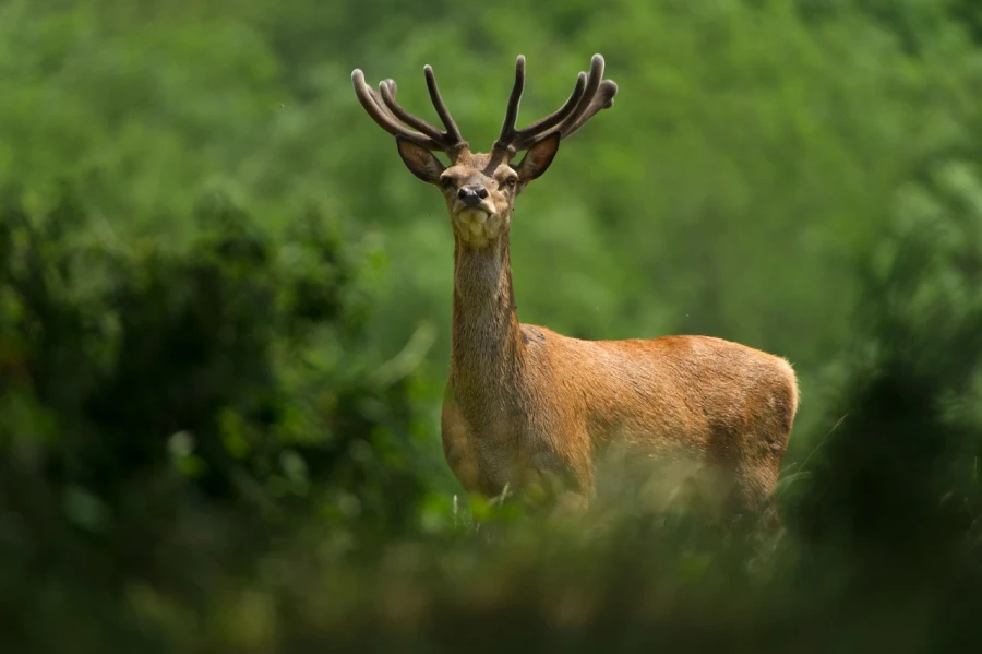red deer in open prairie grasslands of Charente-Maritime, France red deer in open prairie grasslands of Charente-Maritime, France