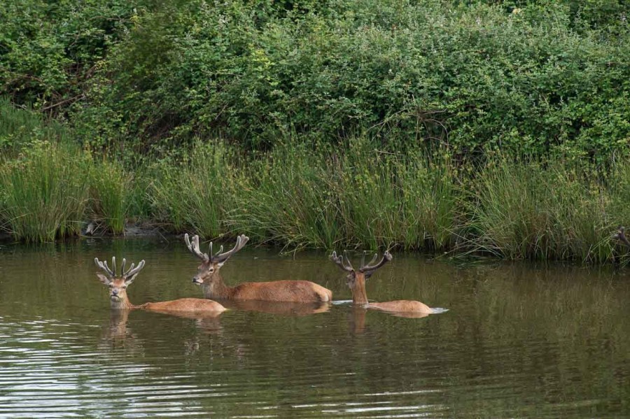 red deer bucks and does taking a bath in a pond of Charente-Maritime, France red deer bucks and does taking a bath in a pond of Charente-Maritime, France