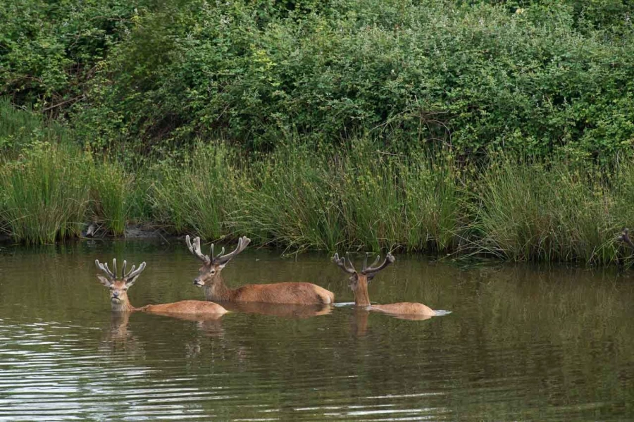 red deer bucks and does taking a bath in a pond of Charente-Maritime, France red deer bucks and does taking a bath in a pond of Charente-Maritime, France