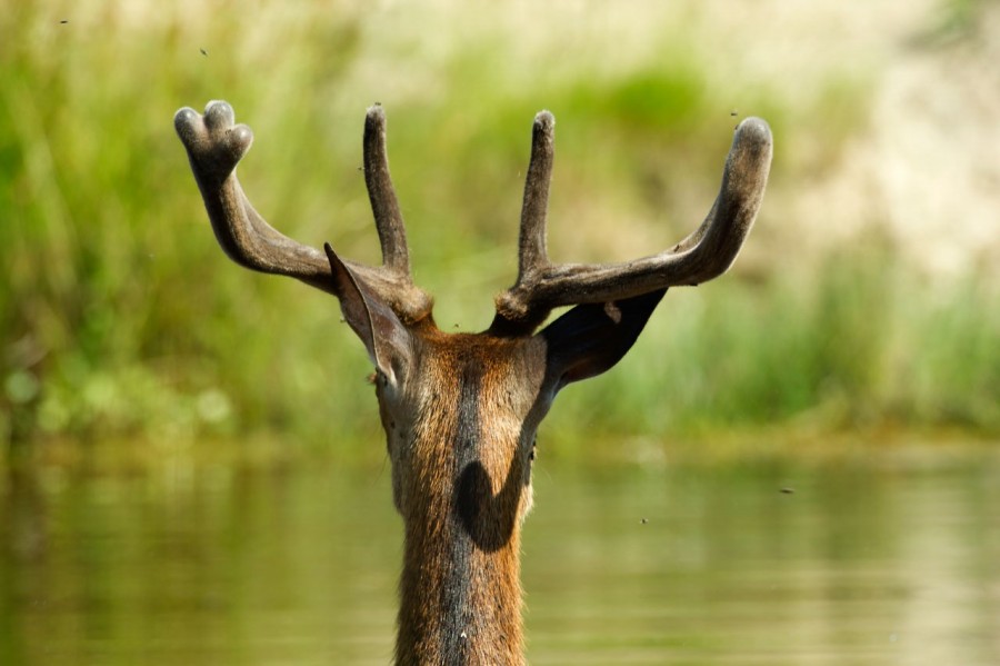red deer, european mammal, bathing, buck, stag red deer, european mammal, bathing, buck, stag