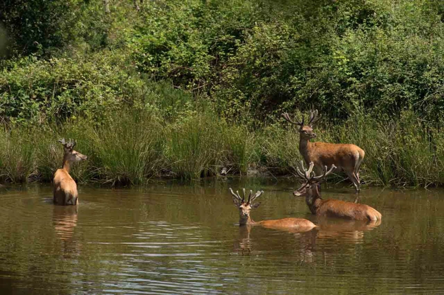 red deer bucks and does taking a bath in a pond of Charente-Maritime, France red deer bucks and does taking a bath in a pond of Charente-Maritime, France