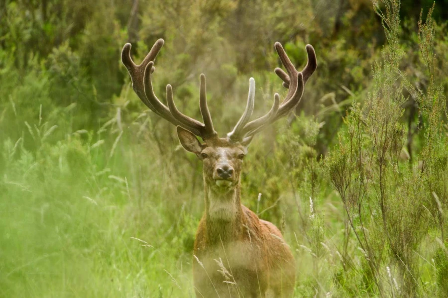 Cerf en bois de velours en Charente-Maritime. Amar Guillen, phot Cerf en bois de velours en Charente-Maritime. Amar Guillen, phot