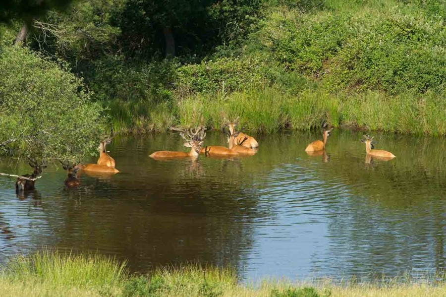 red deer bucks and does taking a bath in a pond of Charente-Maritime, France red deer bucks and does taking a bath in a pond of Charente-Maritime, France