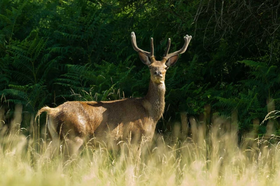 red deer, european mammal, wildlife, buck, doe, fawn red deer, european mammal, wildlife, buck, doe, fawn