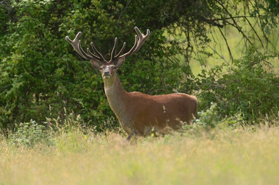 red deer in open prairie grasslands of Charente-Maritime, France red deer in open prairie grasslands of Charente-Maritime, France
