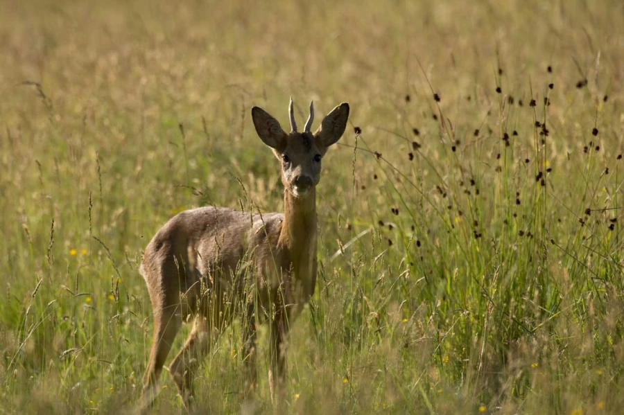 western roe deer in open prairie grasslands of Charente-Maritime, France western roe deer in open prairie grasslands of Charente-Maritime, France