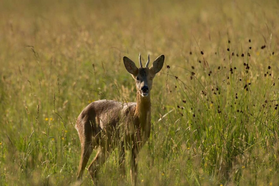 western roe deer in open prairie grasslands of Charente-Maritime, France western roe deer in open prairie grasslands of Charente-Maritime, France