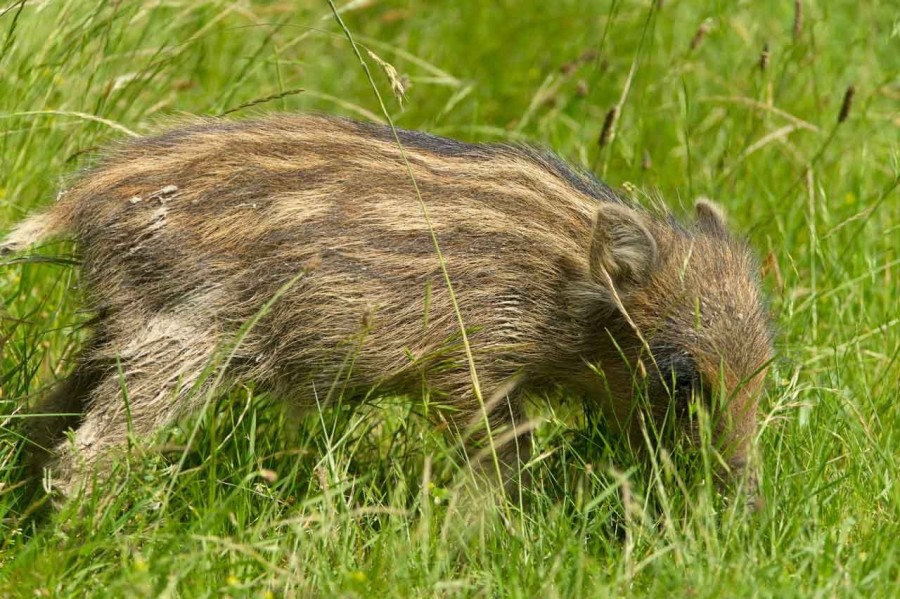 Wild boar in open prairie grasslands of Charente-Maritime, France Wild boar in open prairie grasslands of Charente-Maritime, France