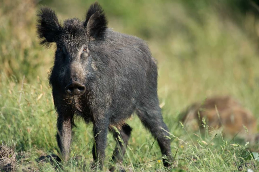 Wild boar in open prairie grasslands of Charente-Maritime, France Wild boar in open prairie grasslands of Charente-Maritime, France