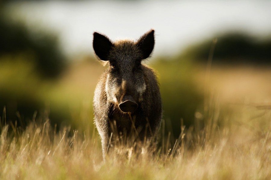 Sanglier en Charente-Maritime. Amar Guillen, photographe. Sanglier en Charente-Maritime. Amar Guillen, photographe.