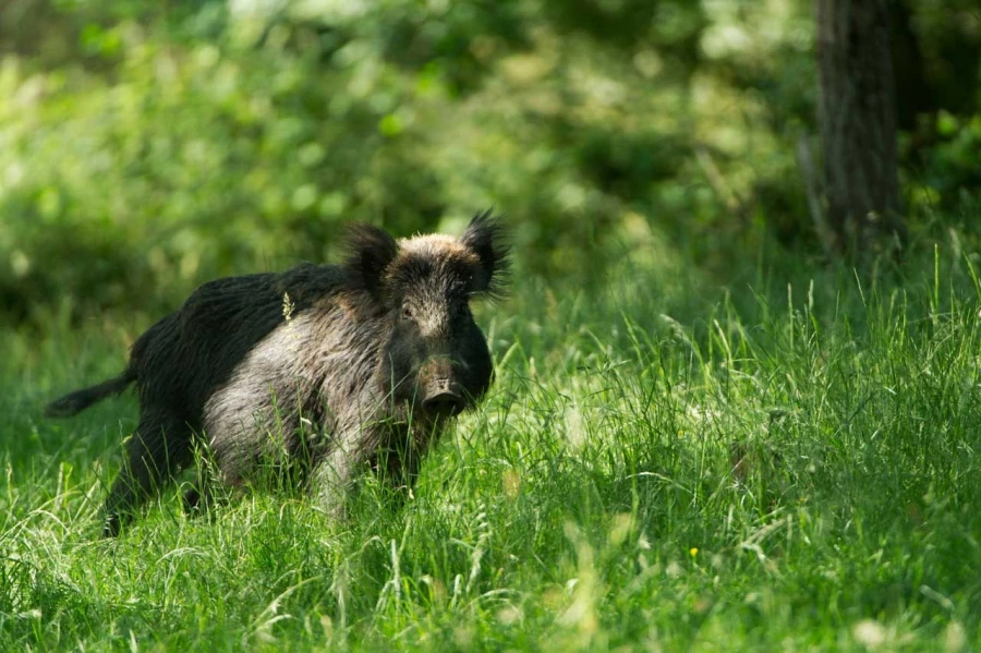 Wild boar in open prairie grasslands of Charente-Maritime, France Wild boar in open prairie grasslands of Charente-Maritime, France