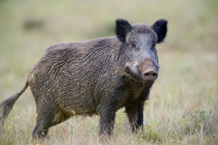 Wild boar in open prairie grasslands of Charente-Maritime, France Wild boar in open prairie grasslands of Charente-Maritime, France