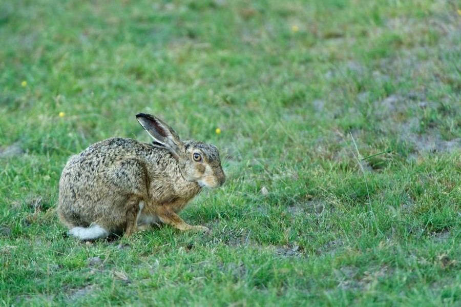 European brown hare in open prairie grasslands of Charente-Maritime, France European brown hare in open prairie grasslands of Charente-Maritime, France