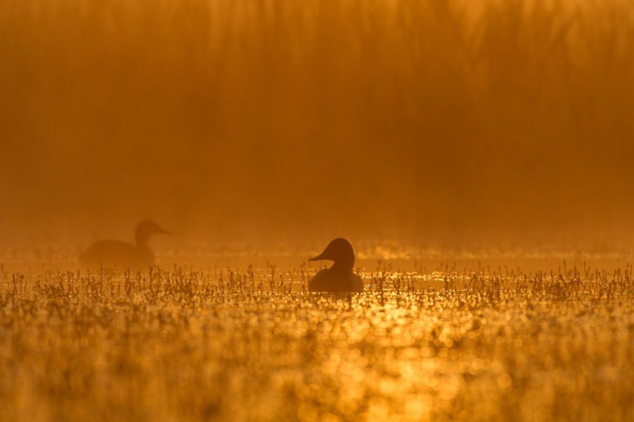 Canard milouin sur un étang de la Dombes photographié depuis u Canard milouin sur un étang de la Dombes photographié depuis u