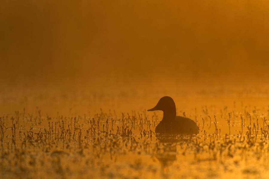 Canard milouin sur un étang de la Dombes photographié depuis u Canard milouin sur un étang de la Dombes photographié depuis u