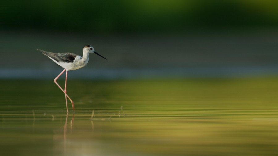 Echasse blanche sur un étang de la Dombes photographié depuis Echasse blanche sur un étang de la Dombes photographié depuis