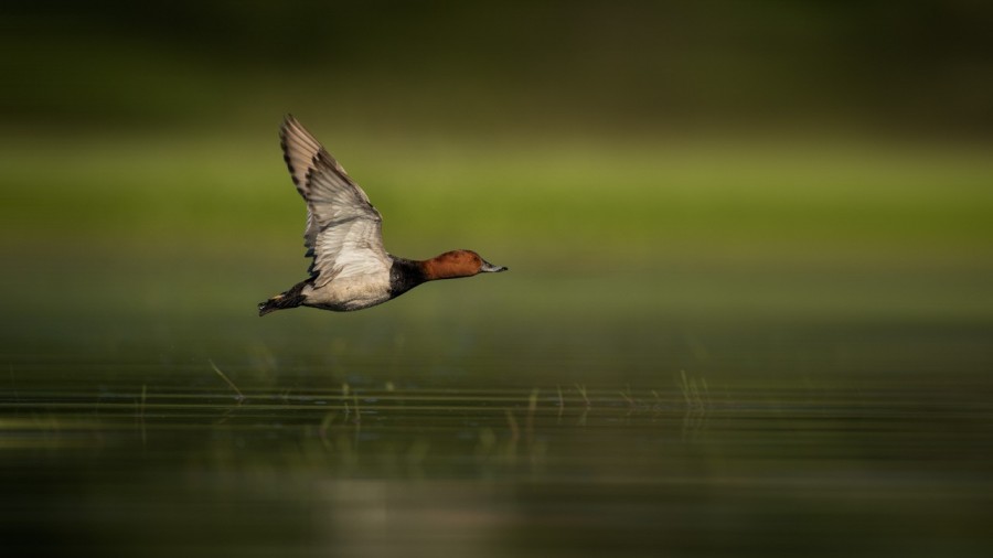 Male common pochard on a pond in la Dombes from a floating blind Male common pochard on a pond in la Dombes from a floating blind