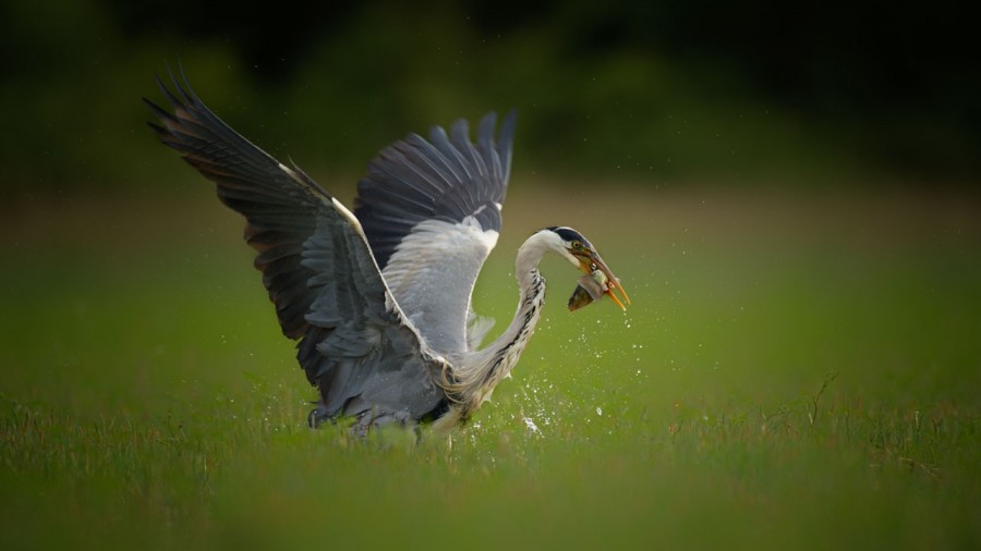 Grey heron on a pond in la Dombes from a floating blind. Grey heron on a pond in la Dombes from a floating blind.