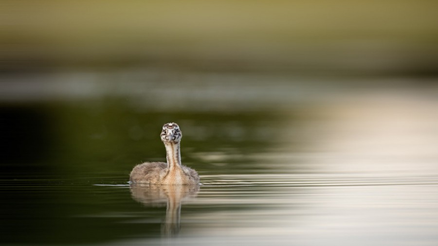 Chick great crested grebe swan on a pond in la Dombes from a flo Chick great crested grebe swan on a pond in la Dombes from a flo