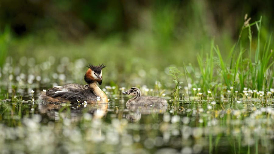 Great crested grebe on a pond in la Dombes from a floating blind Great crested grebe on a pond in la Dombes from a floating blind
