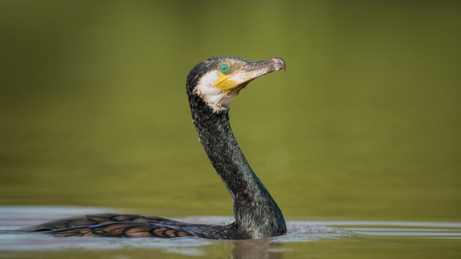 Great cormorant on a pond in la Dombes from a floating blind. Great cormorant on a pond in la Dombes from a floating blind.