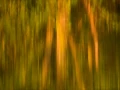 Photo abstraite réalisée sur une scène naturelle.