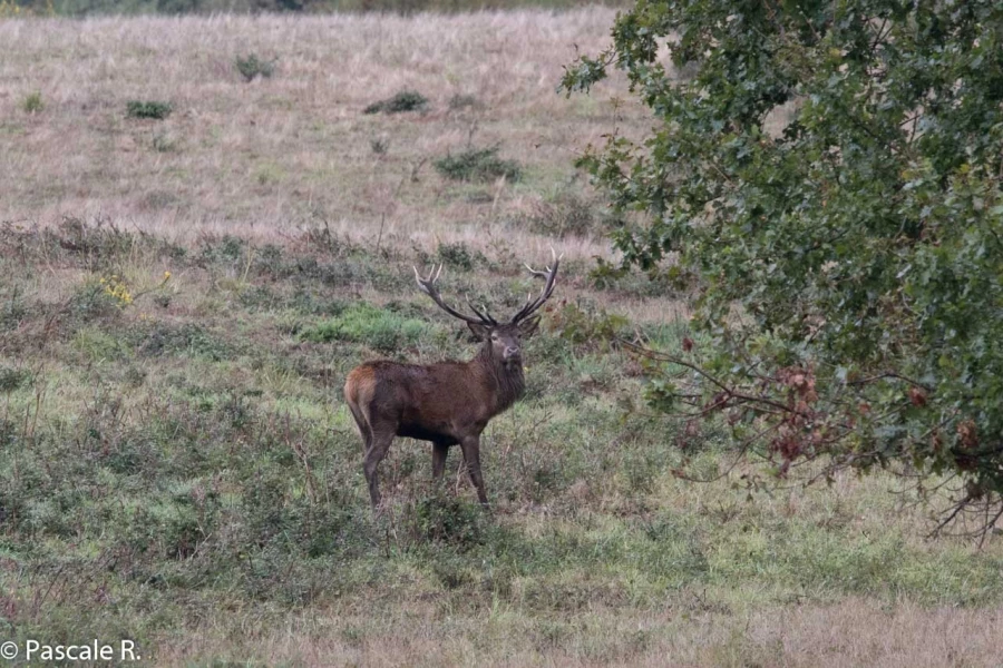 38 brame du cerf 2020 photo de pascale r 38 brame du cerf 2020 photo de pascale r