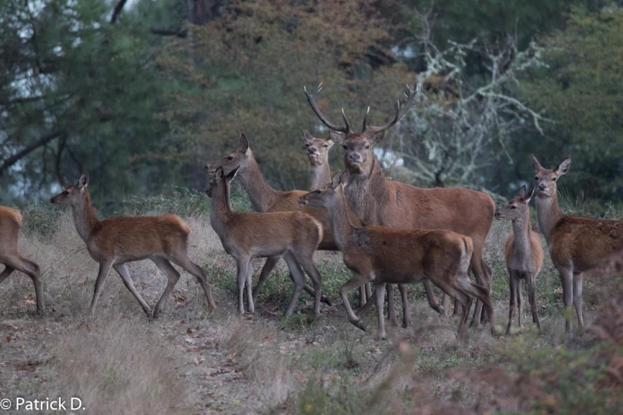 40 brame du cerf 2020 photo de patrick d 40 brame du cerf 2020 photo de patrick d