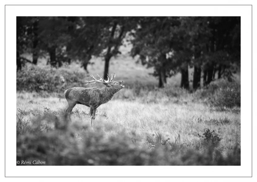 54 brame du cerf 2020 photo de remi c 54 brame du cerf 2020 photo de remi c