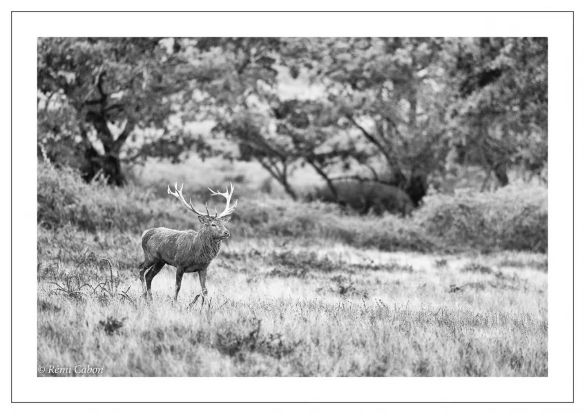 55 brame du cerf 2020 photo de remi c 55 brame du cerf 2020 photo de remi c