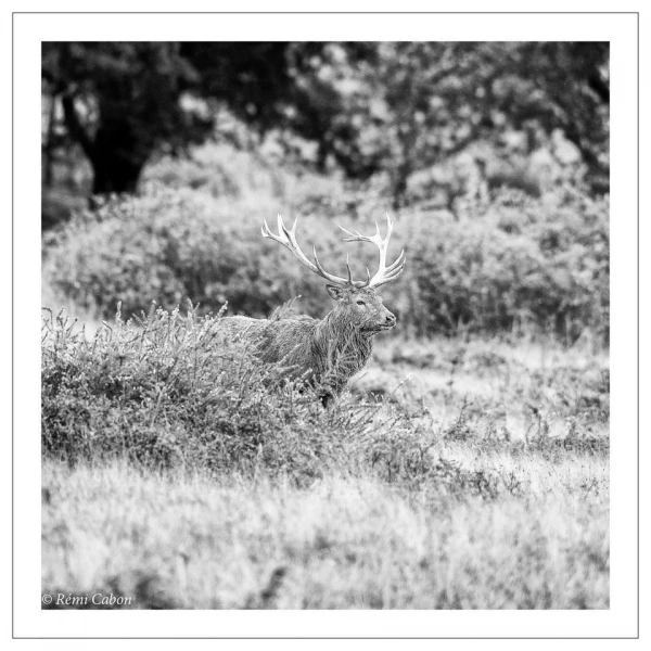 57 brame du cerf 2020 photo de remi c 57 brame du cerf 2020 photo de remi c