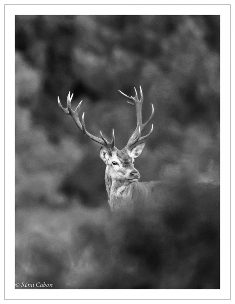 58 brame du cerf 2020 photo de remi c 58 brame du cerf 2020 photo de remi c