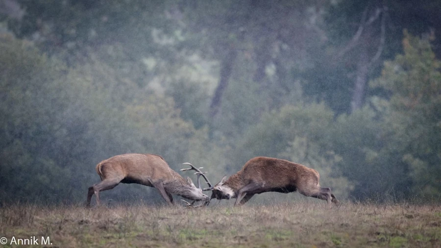 002 brame du cerf 2020 photo de annik m 002 brame du cerf 2020 photo de annik m