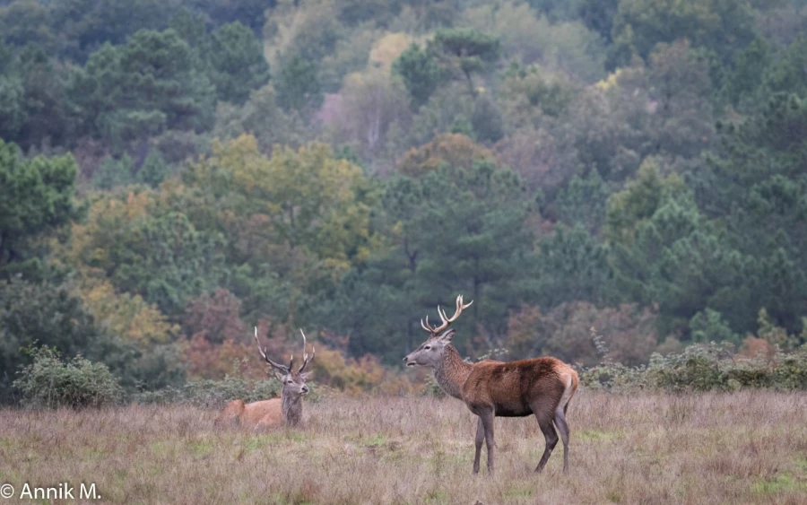 006 brame du cerf 2020 photo de annik m 006 brame du cerf 2020 photo de annik m
