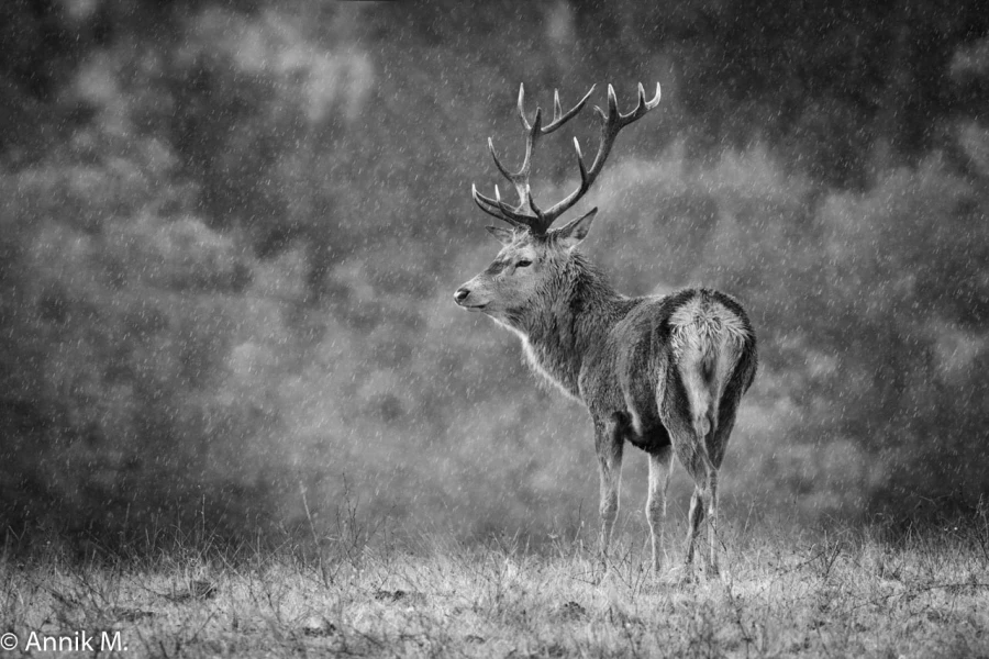007 brame du cerf 2020 photo de annik m 007 brame du cerf 2020 photo de annik m